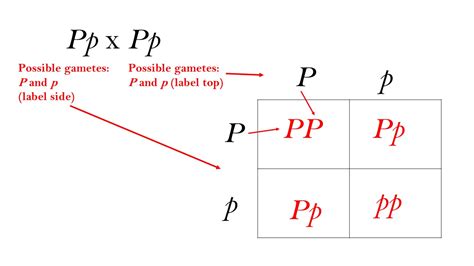4.2.1: Monohybrid Crosses and Segregation .